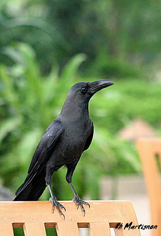 Corbeau familier, identification