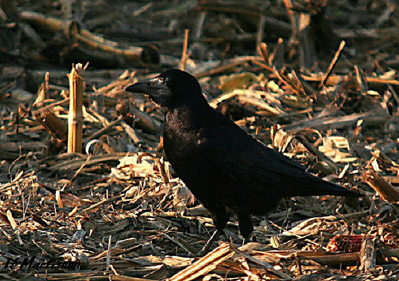 Corbeau freux, identification