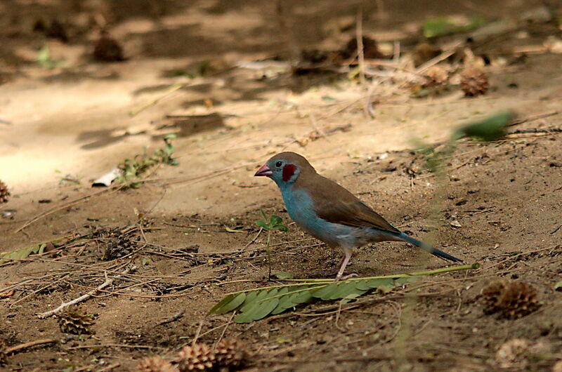 Red-cheeked Cordon-bleu male adult, identification