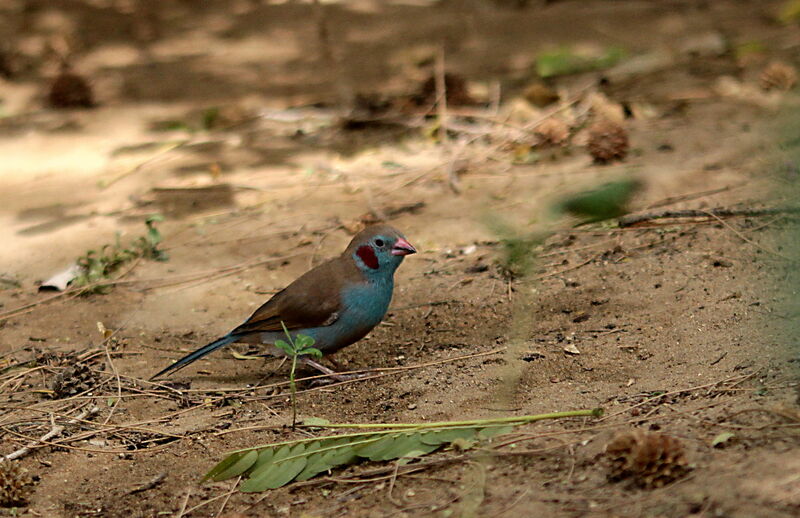 Red-cheeked Cordon-bleu male adult, identification