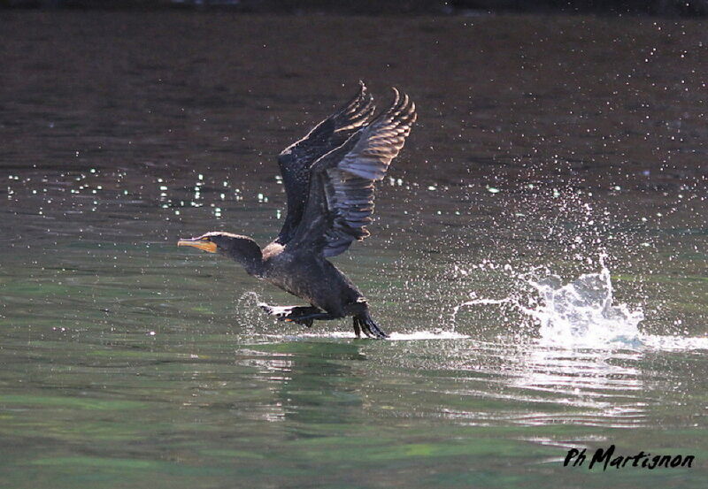 Cormoran à aigrettes