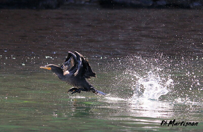 Cormoran à aigrettes