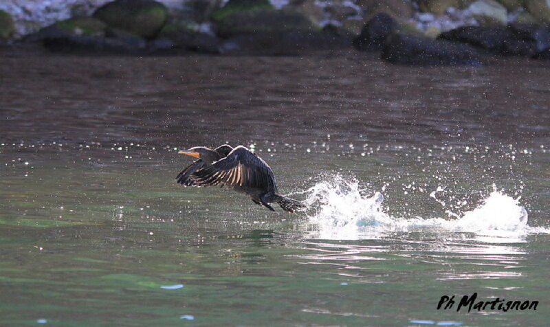 Cormoran à aigrettes