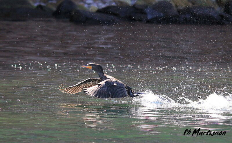 Cormoran à aigrettes