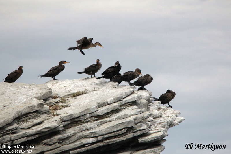 Double-crested Cormorant, habitat