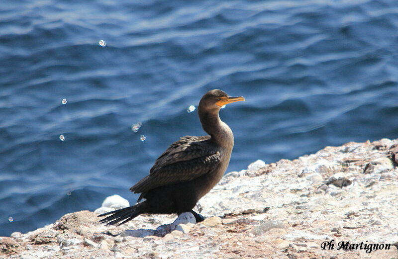 Double-crested Cormorant