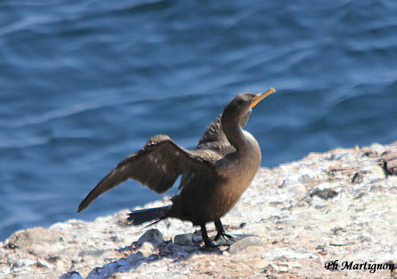 Double-crested Cormorant