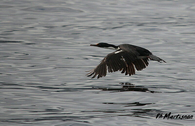 Cormoran de Magellan