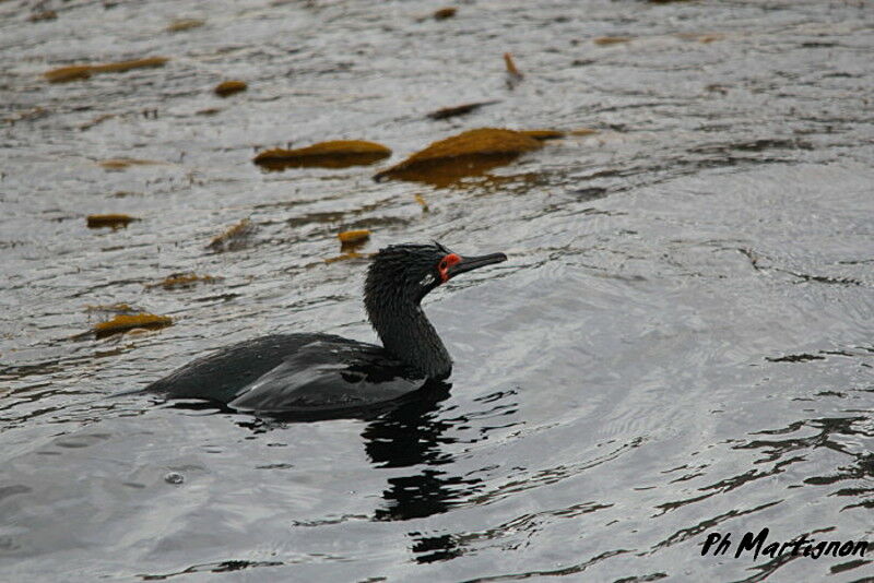 Cormoran de Magellan