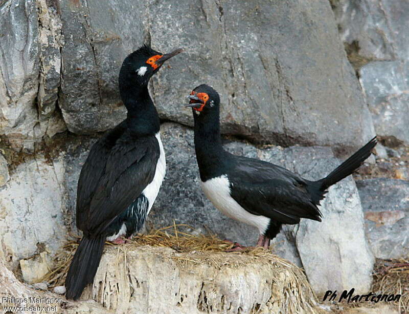 Rock Shagadult, Reproduction-nesting