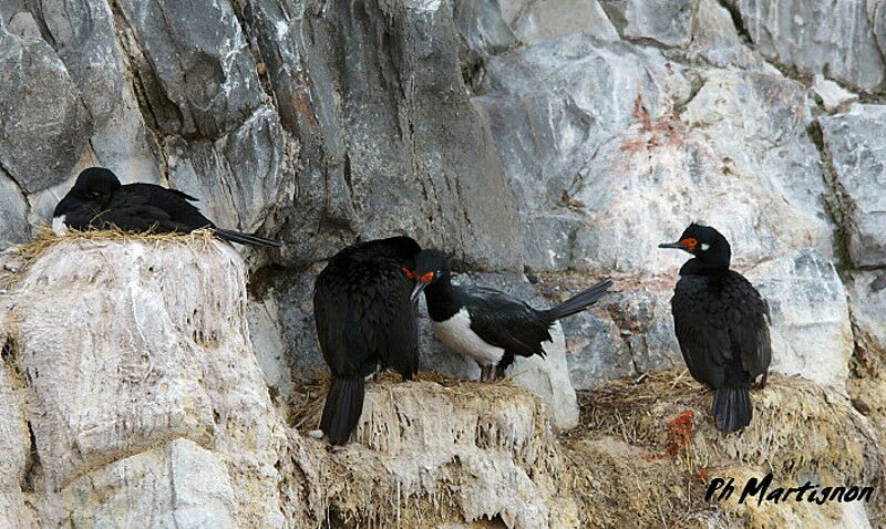 Rock Shag