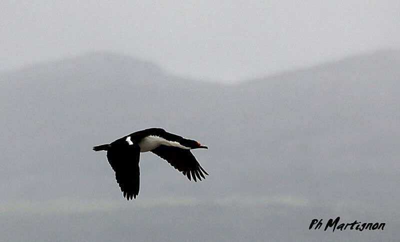 Cormoran de Magellan