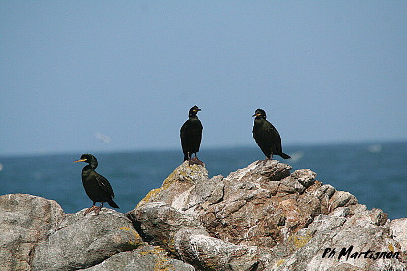 Cormoran huppé, identification