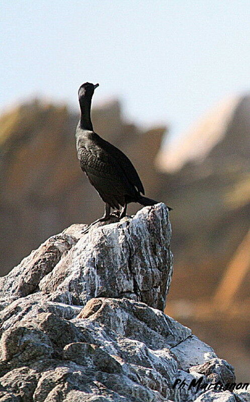 European Shag, identification