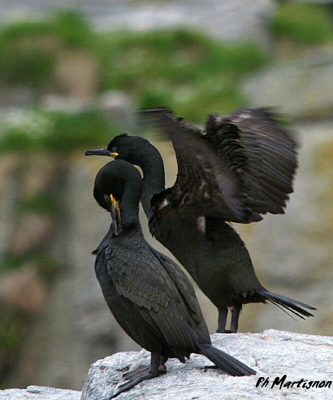 Cormoran huppé, identification