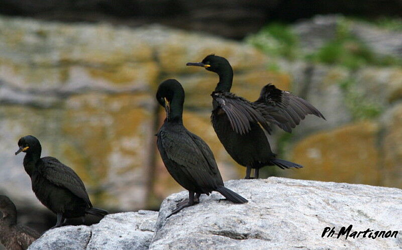 European Shag