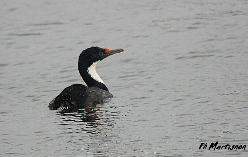 Cormoran impérial