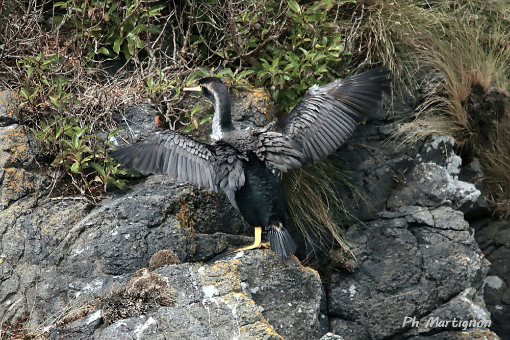Cormoran moucheté