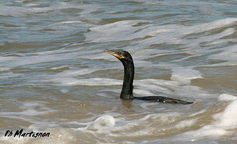 Neotropic Cormorant