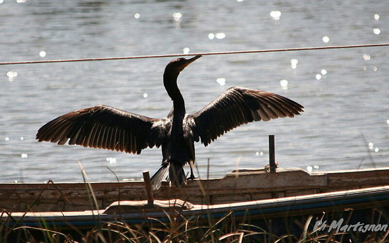 Cormoran vigua