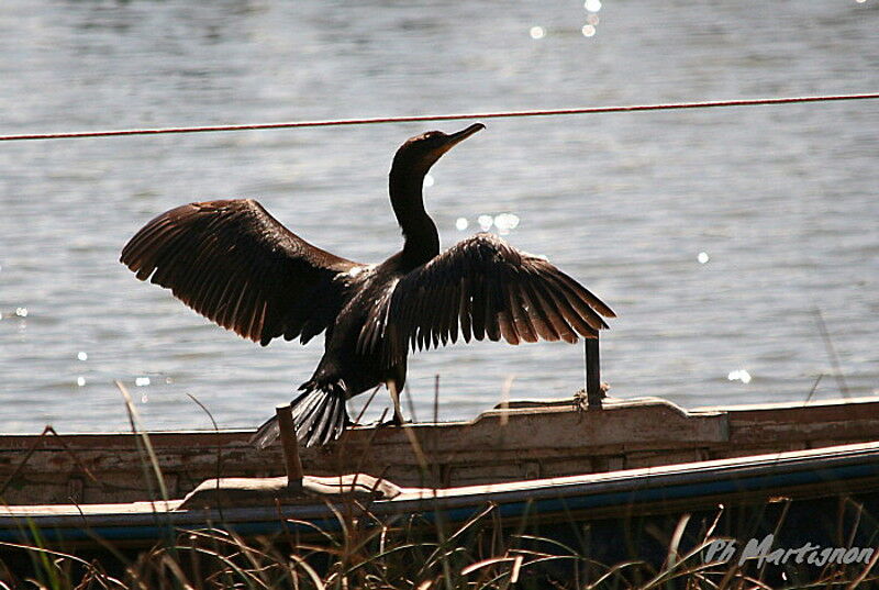 Cormoran vigua