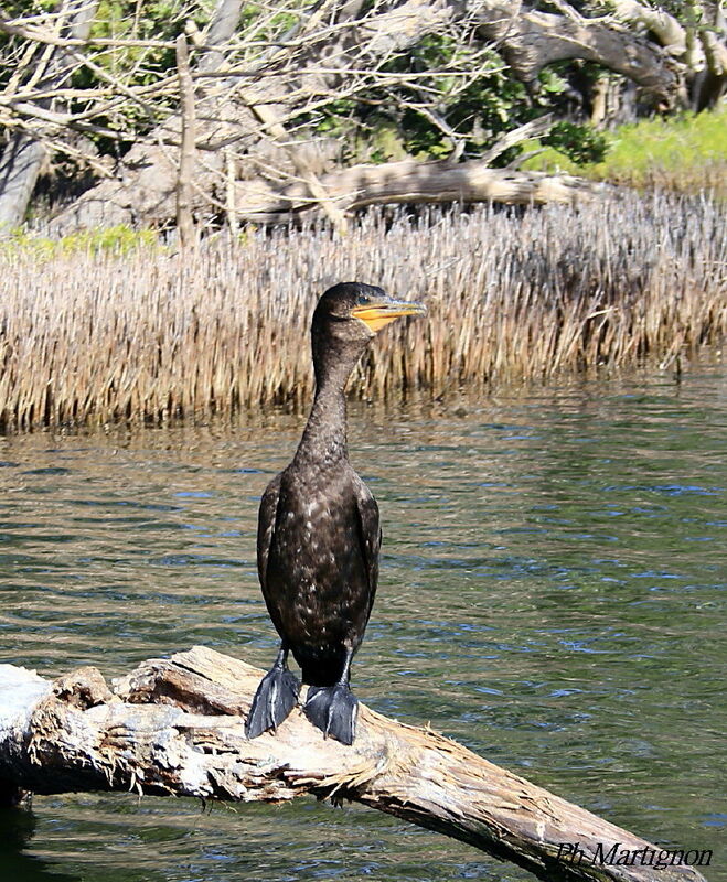 Cormoran vigua, identification