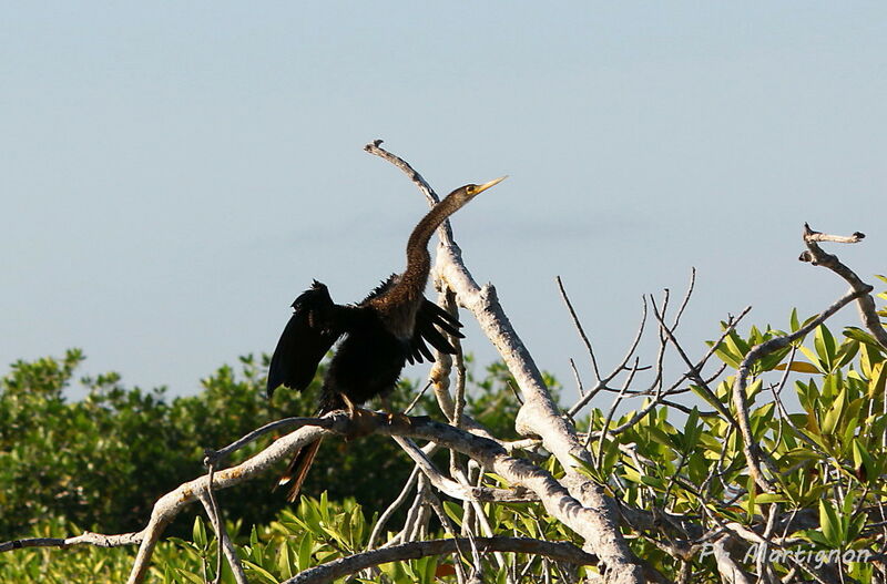 Cormoran vigua, identification