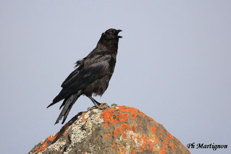 American Crow