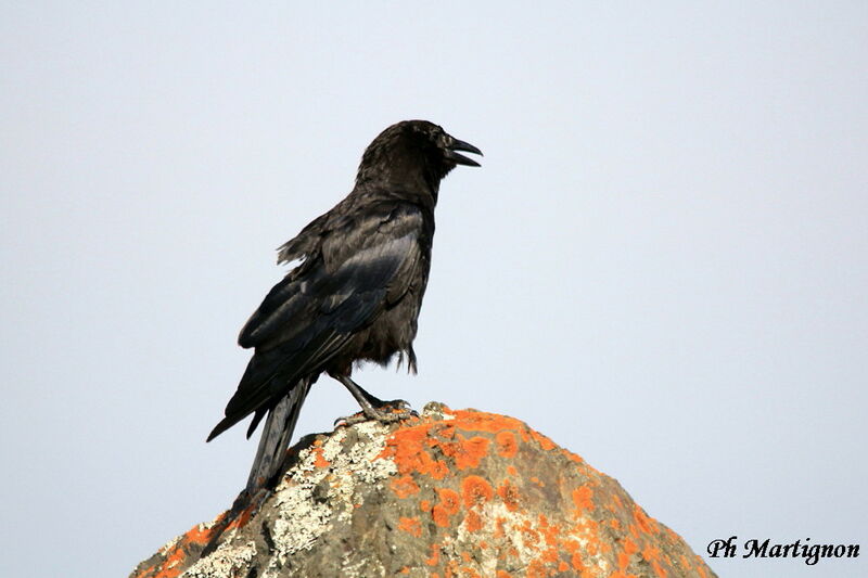 American Crow