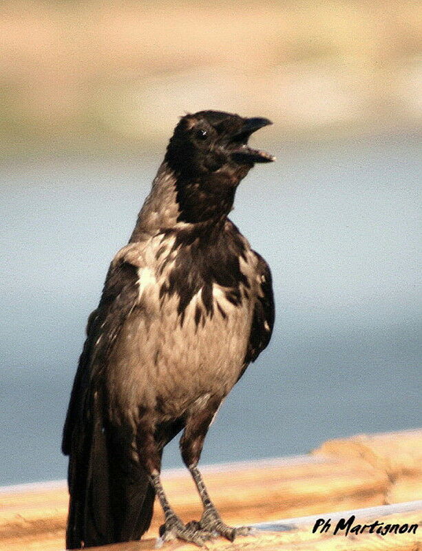 Corneille mantelée, identification