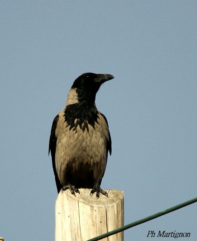 Hooded Crow, identification