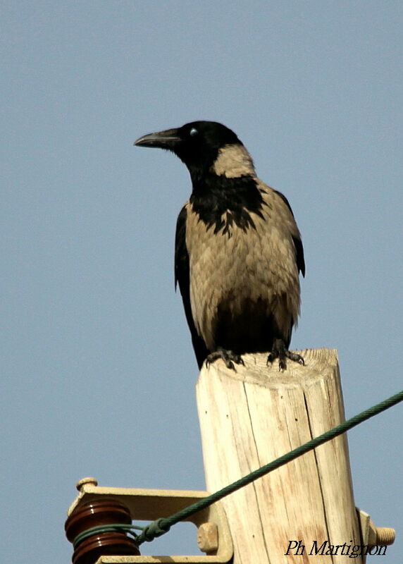 Hooded Crow, identification