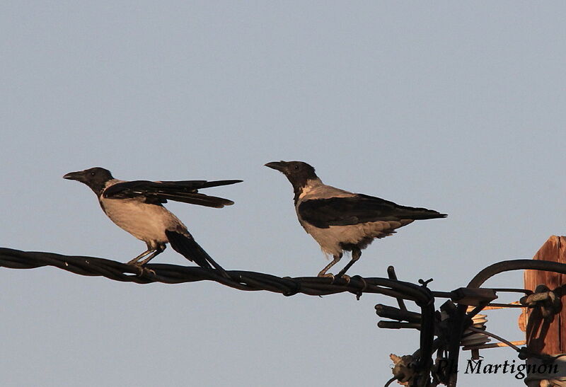 Hooded Crow