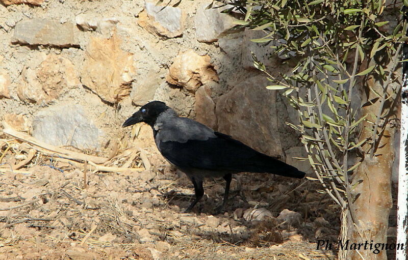 Corneille mantelée, identification