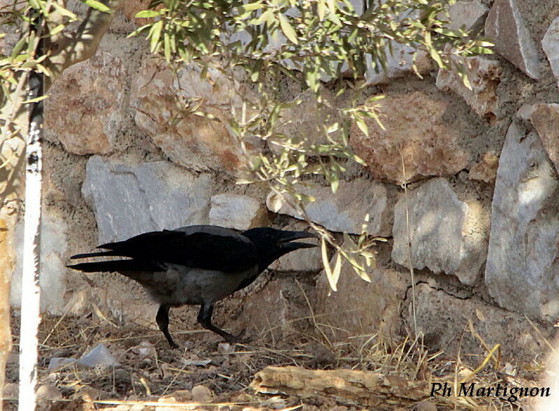 Corneille mantelée, identification