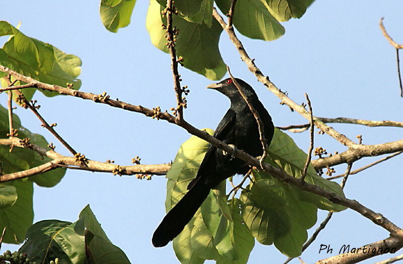 Coucou koël mâle, identification