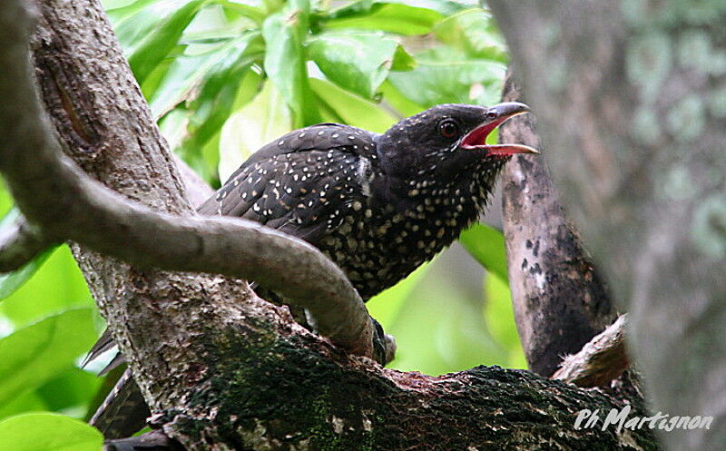 Asian Koel female