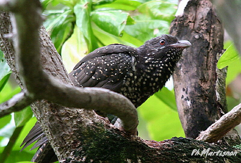 Asian Koel female