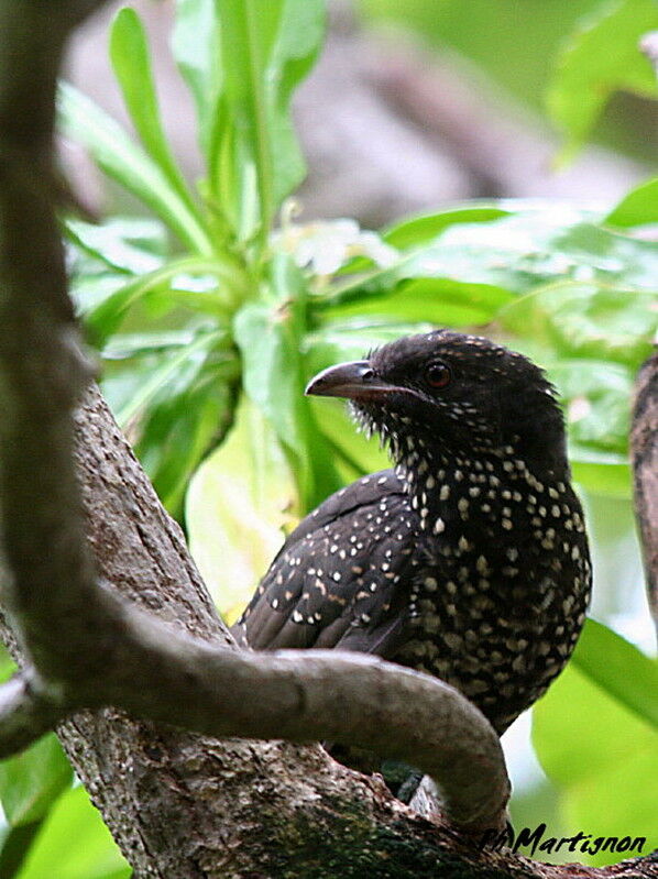 Asian Koel female