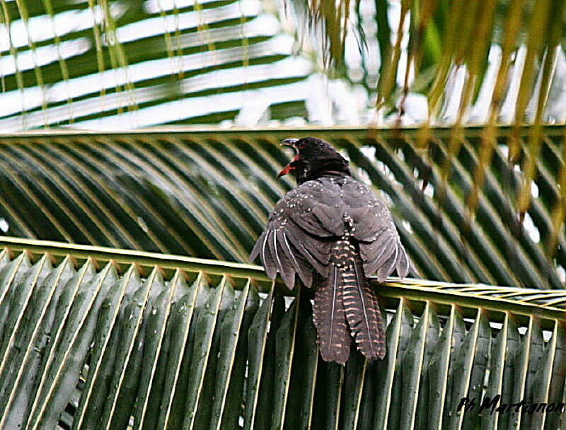 Asian Koel female