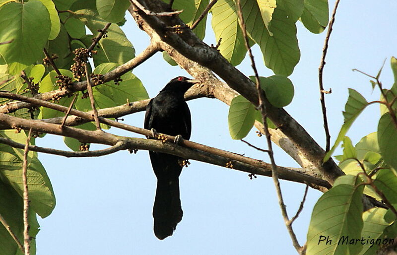 Asian Koel male, identification