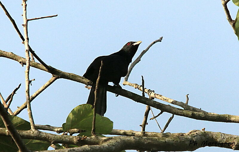 Coucou koël mâle, identification