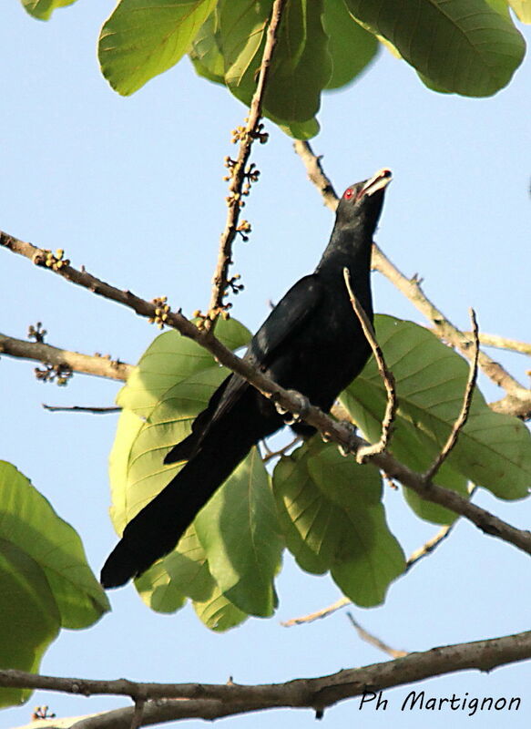 Asian Koel male, identification