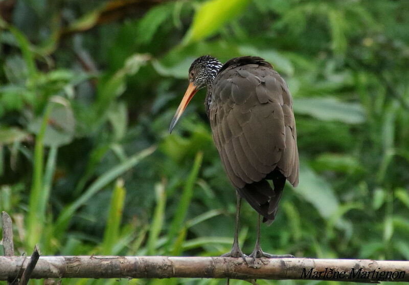 Limpkin, identification