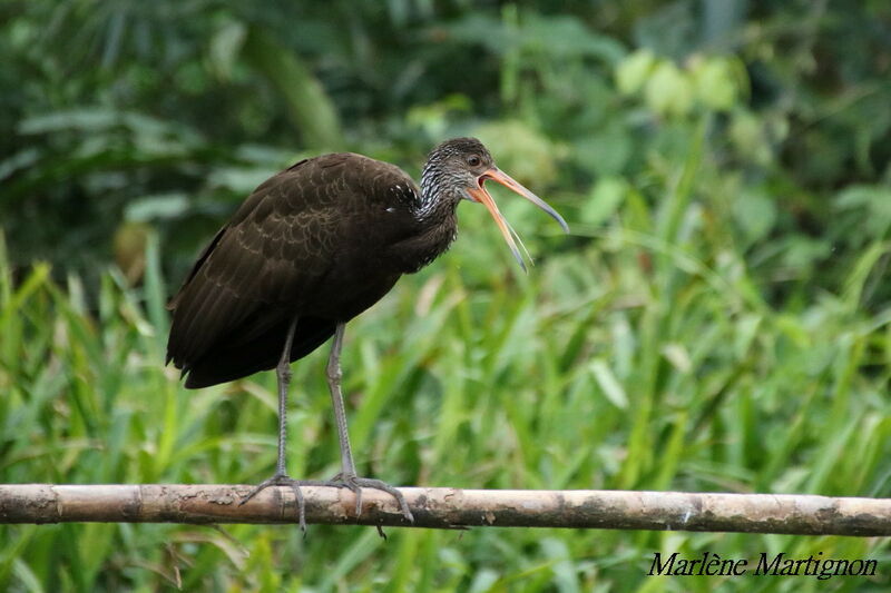 Limpkin, identification