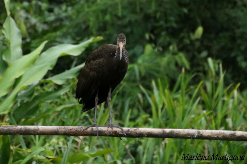 Limpkin, identification