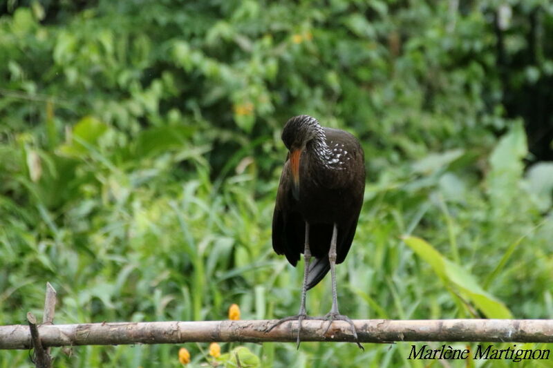 Limpkin, identification