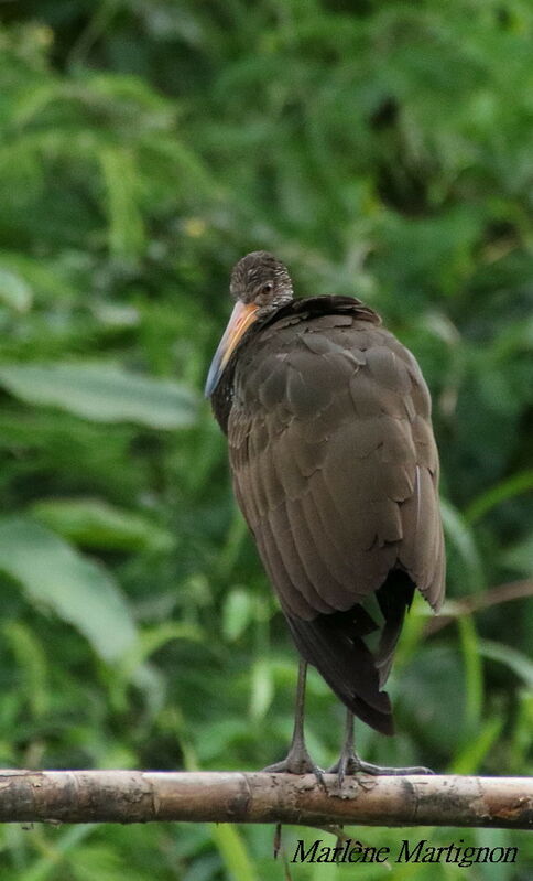 Limpkin, identification