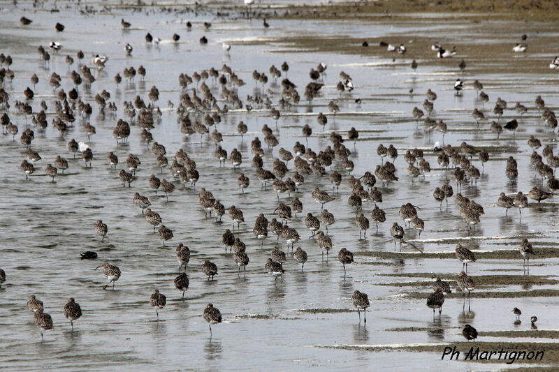 Eurasian Curlew