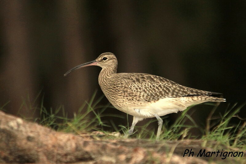 Eurasian Whimbrel, identification